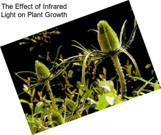 The Effect of Infrared Light on Plant Growth