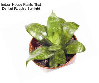 Indoor House Plants That Do Not Require Sunlight