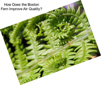 How Does the Boston Fern Improve Air Quality?