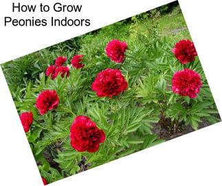 How to Grow Peonies Indoors