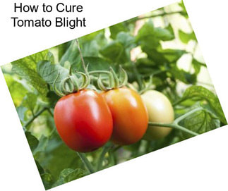 How to Cure Tomato Blight