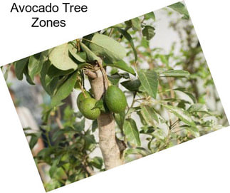 Avocado Tree Zones