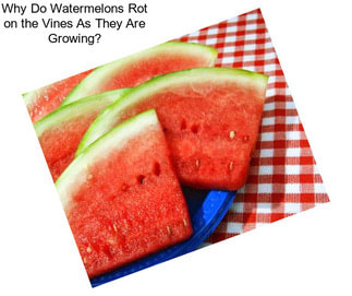 Why Do Watermelons Rot on the Vines As They Are Growing?