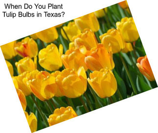 When Do You Plant Tulip Bulbs in Texas?