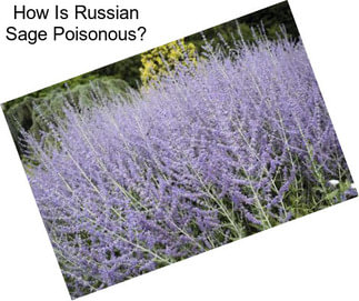 How Is Russian Sage Poisonous?