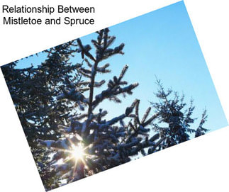 Relationship Between Mistletoe and Spruce