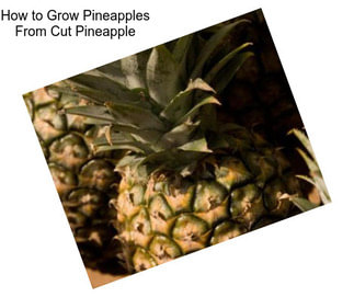 How to Grow Pineapples From Cut Pineapple