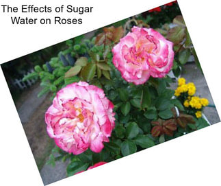 The Effects of Sugar Water on Roses