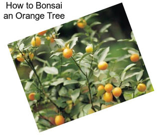 How to Bonsai an Orange Tree