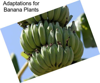 Adaptations for Banana Plants