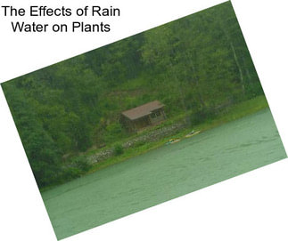 The Effects of Rain Water on Plants