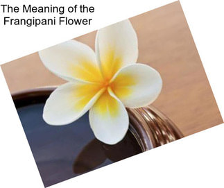 The Meaning of the Frangipani Flower