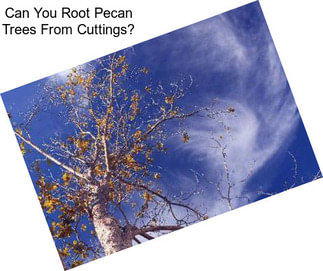 Can You Root Pecan Trees From Cuttings?