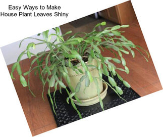 Easy Ways to Make House Plant Leaves Shiny