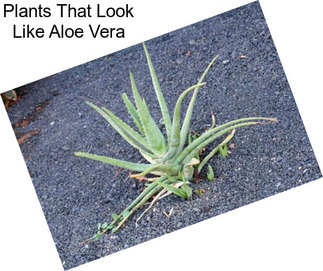 Plants That Look Like Aloe Vera