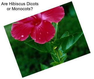 Are Hibiscus Dicots or Monocots?
