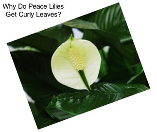 Why Do Peace Lilies Get Curly Leaves?