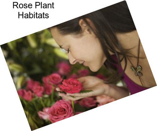 Rose Plant Habitats