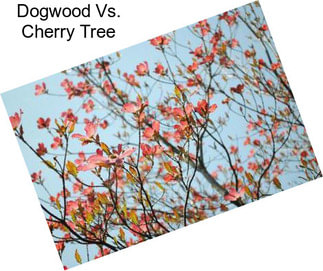Dogwood Vs. Cherry Tree