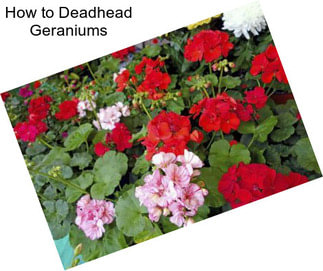 How to Deadhead Geraniums