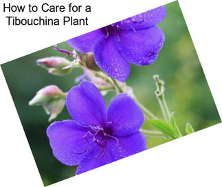 How to Care for a Tibouchina Plant
