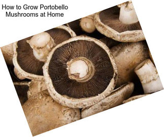 How to Grow Portobello Mushrooms at Home