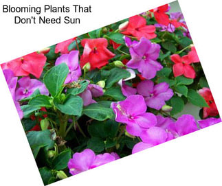 Blooming Plants That Don\'t Need Sun