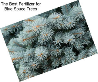 The Best Fertilizer for Blue Spuce Trees