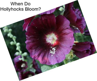 When Do Hollyhocks Bloom?
