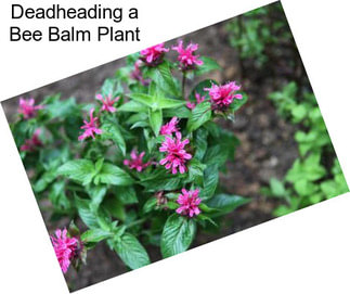 Deadheading a Bee Balm Plant