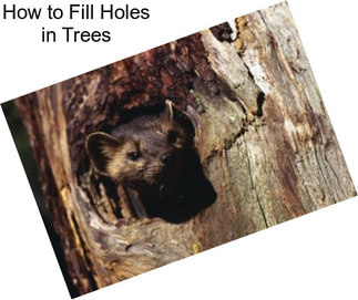 How to Fill Holes in Trees