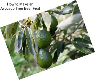 How to Make an Avocado Tree Bear Fruit