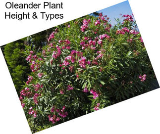 Oleander Plant Height & Types