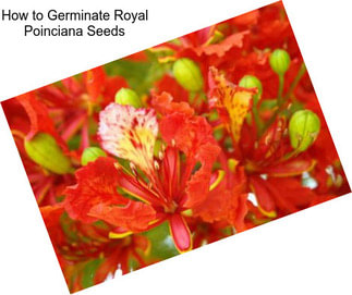 How to Germinate Royal Poinciana Seeds