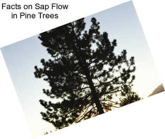 Facts on Sap Flow in Pine Trees