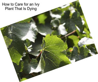 How to Care for an Ivy Plant That Is Dying