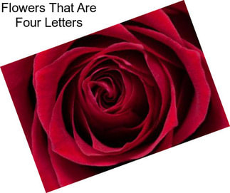 Flowers That Are Four Letters