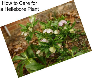 How to Care for a Hellebore Plant