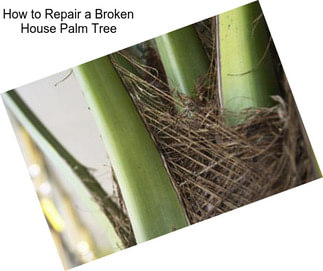 How to Repair a Broken House Palm Tree