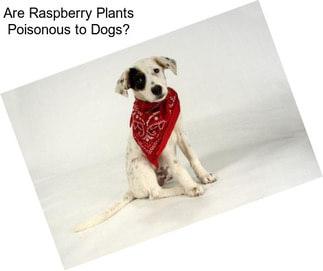 Are Raspberry Plants Poisonous to Dogs?