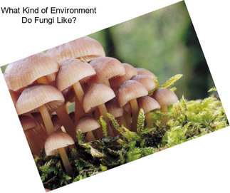 What Kind of Environment Do Fungi Like?