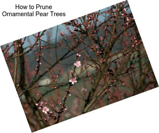 How to Prune Ornamental Pear Trees