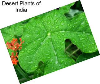 Desert Plants of India