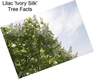 Lilac \'Ivory Silk\' Tree Facts