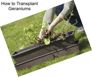 How to Transplant Geraniums
