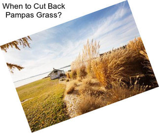When to Cut Back Pampas Grass?