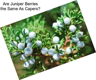 Are Juniper Berries the Same As Capers?