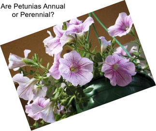 Are Petunias Annual or Perennial?