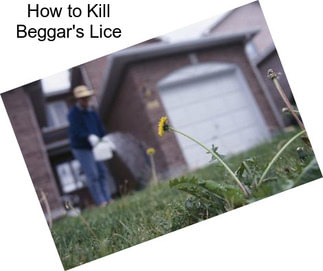 How to Kill Beggar\'s Lice
