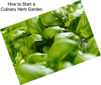 How to Start a Culinary Herb Garden